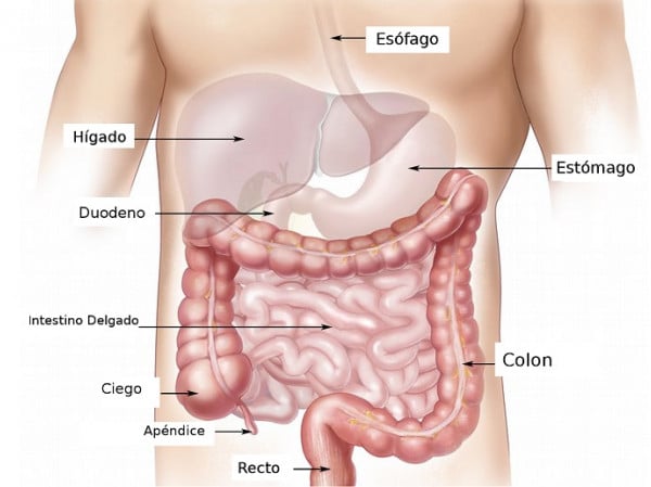 Anatomia Del Sistema Digestivo Las Partes Y El Funcionamiento