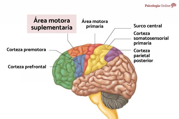 Area Motora Suplementaria Cerebro Partes Y Funciones 1