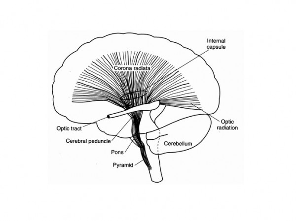 Corona Radiata Caracteristicas Y Funciones De Esta Parte Del Cerebro 1