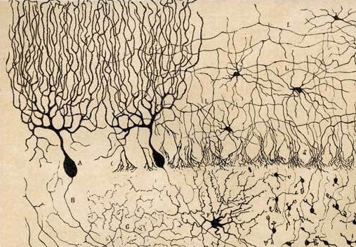 Neuronas De Purkinje Sus Funciones Y Caracteristicas 1