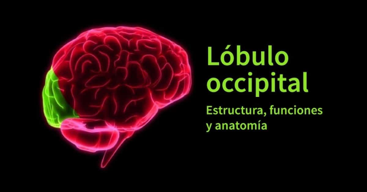 Anatomía Características Y Funciones Del Lóbulo Occipital Psiquisalud 1252