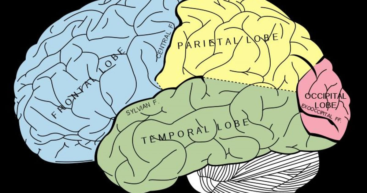 Los 5 Lobulos Del Cerebro Y Sus Funciones Esenciales Psiquisalud 0411