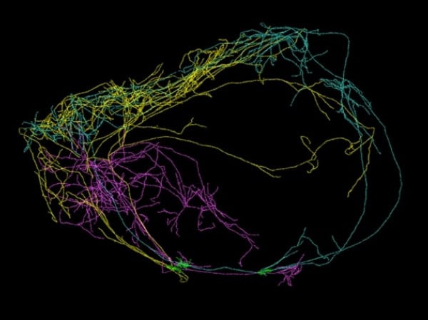 Neuronas Gigantes Asociadas A La Consciencia